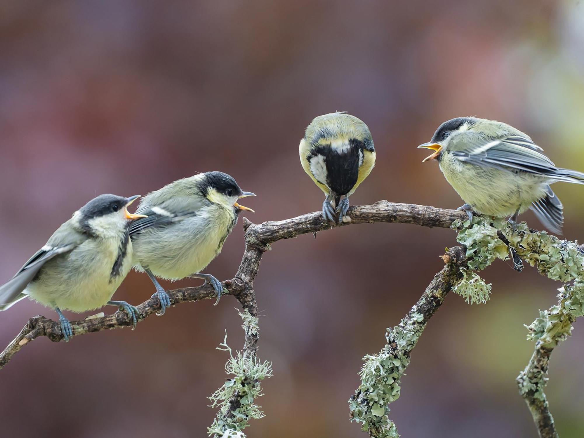 Wildwood B&B Lymington Εξωτερικό φωτογραφία