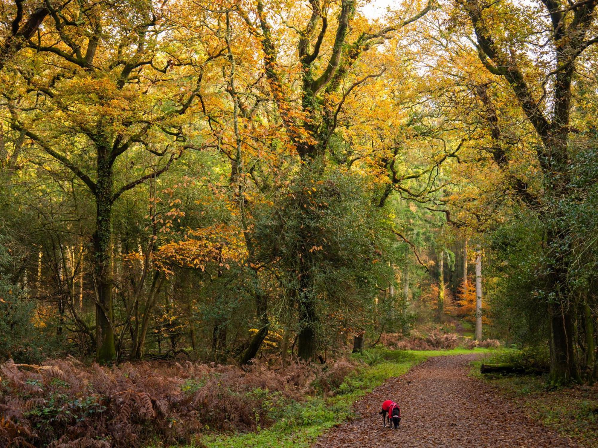 Wildwood B&B Lymington Εξωτερικό φωτογραφία