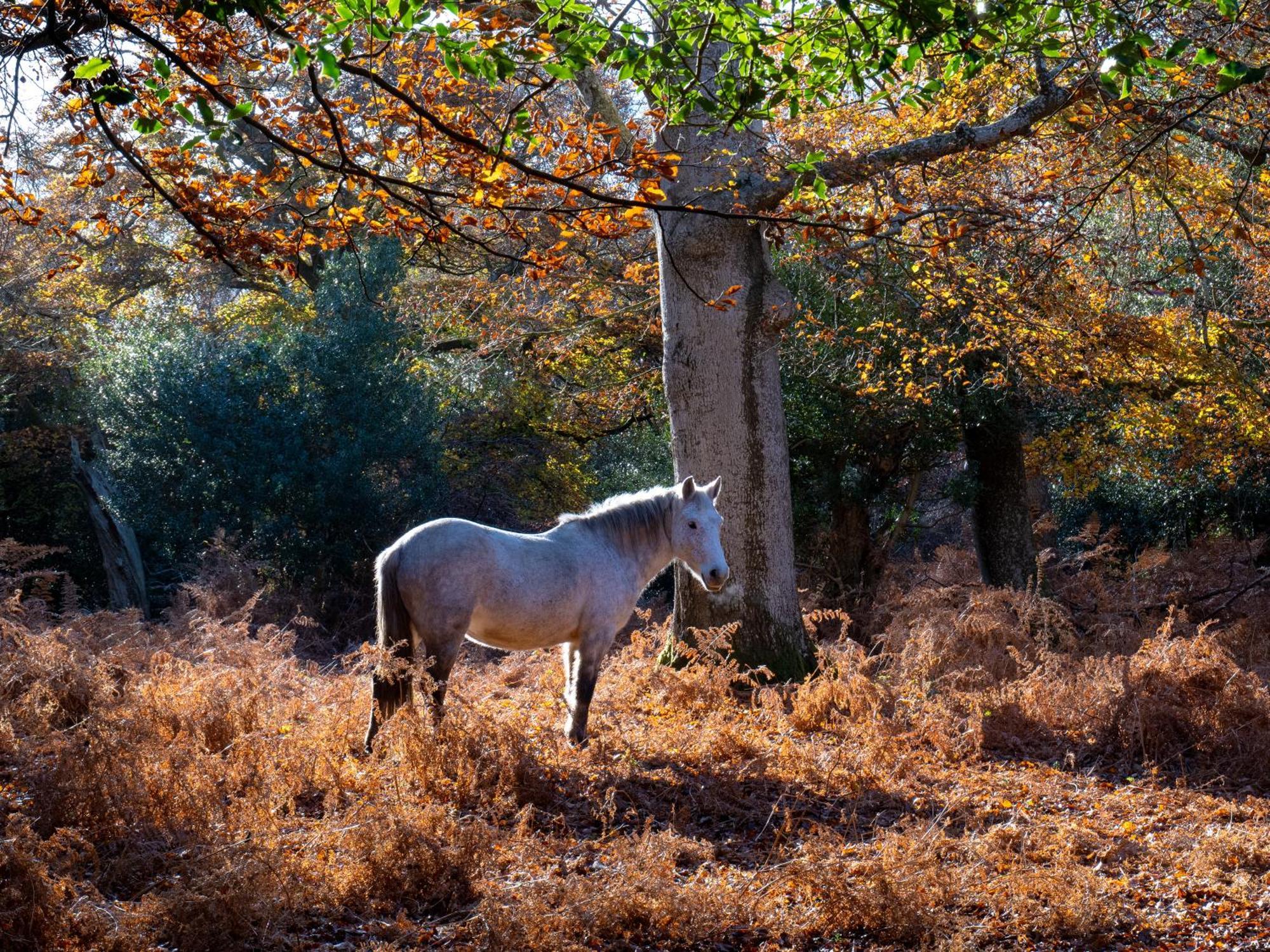 Wildwood B&B Lymington Εξωτερικό φωτογραφία