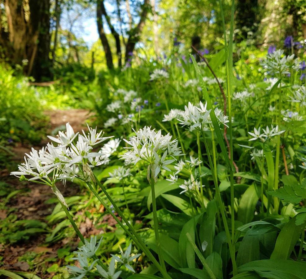 Wildwood B&B Lymington Εξωτερικό φωτογραφία