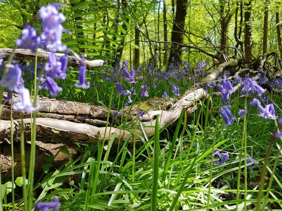 Wildwood B&B Lymington Εξωτερικό φωτογραφία